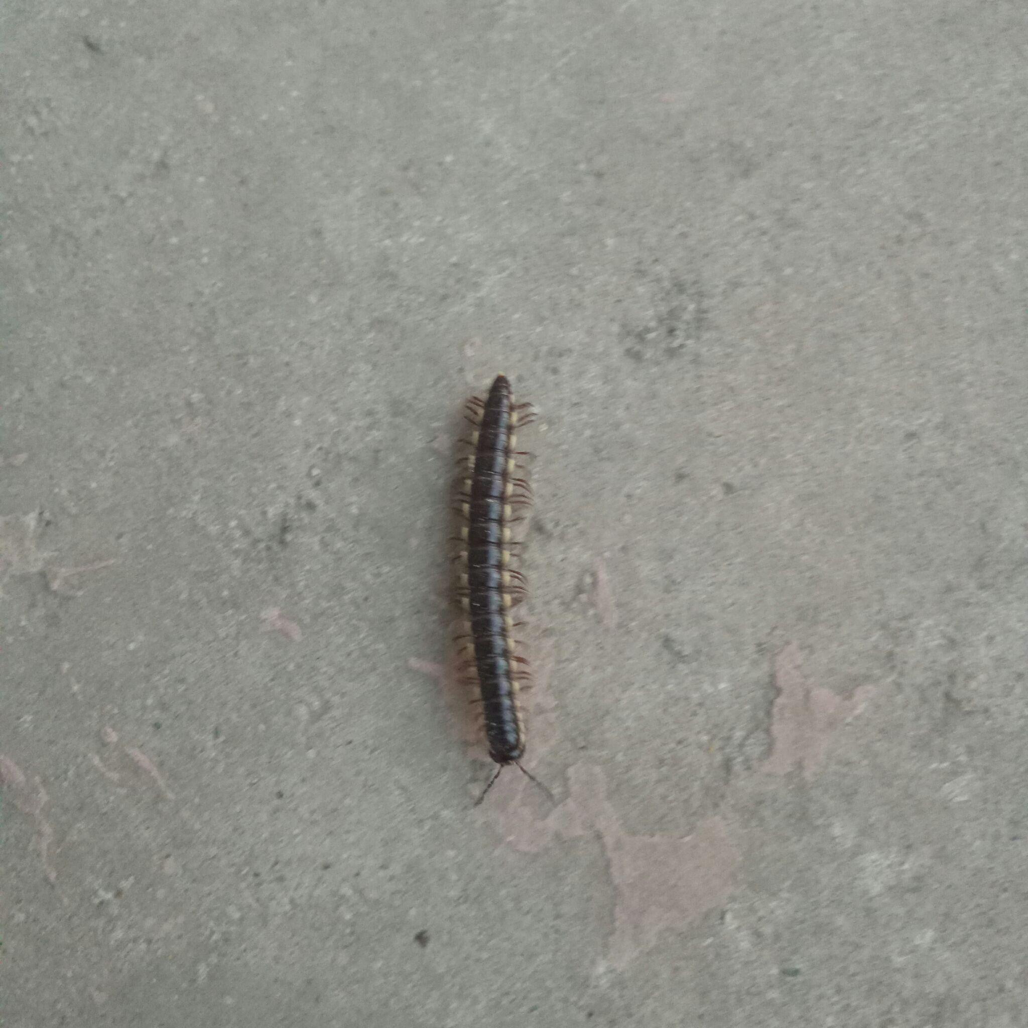 我家卫生家发现一种黑虫子，尾巴上是钳子型的，请问谁知道是什么名字，有什么危害，如何防治？ - 知乎
