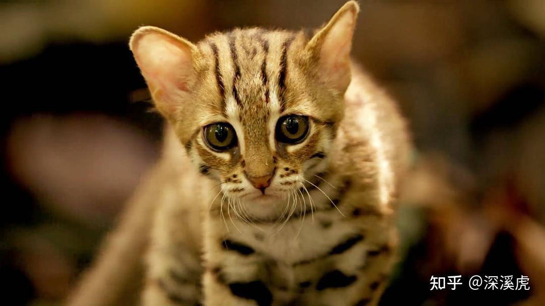 非典型bbc作品大猫日记