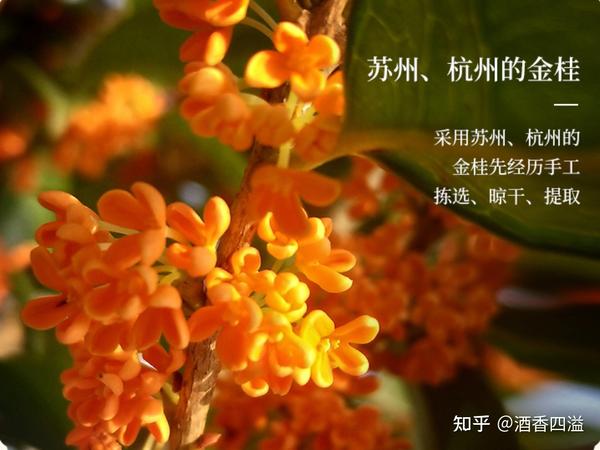 22年好喝的桂花酒推荐 桂花陈酒 知乎