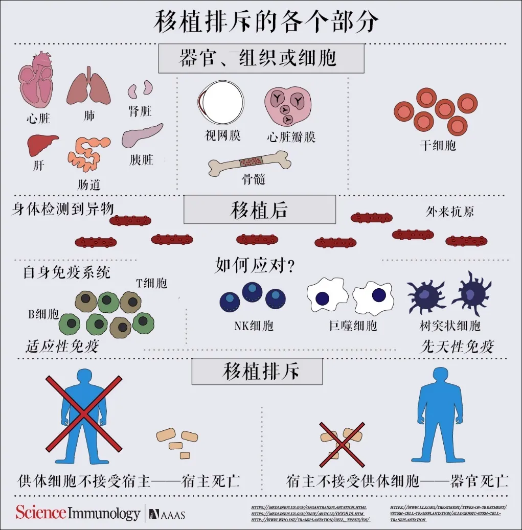 科幻里的人造器官,已经成真了吗?