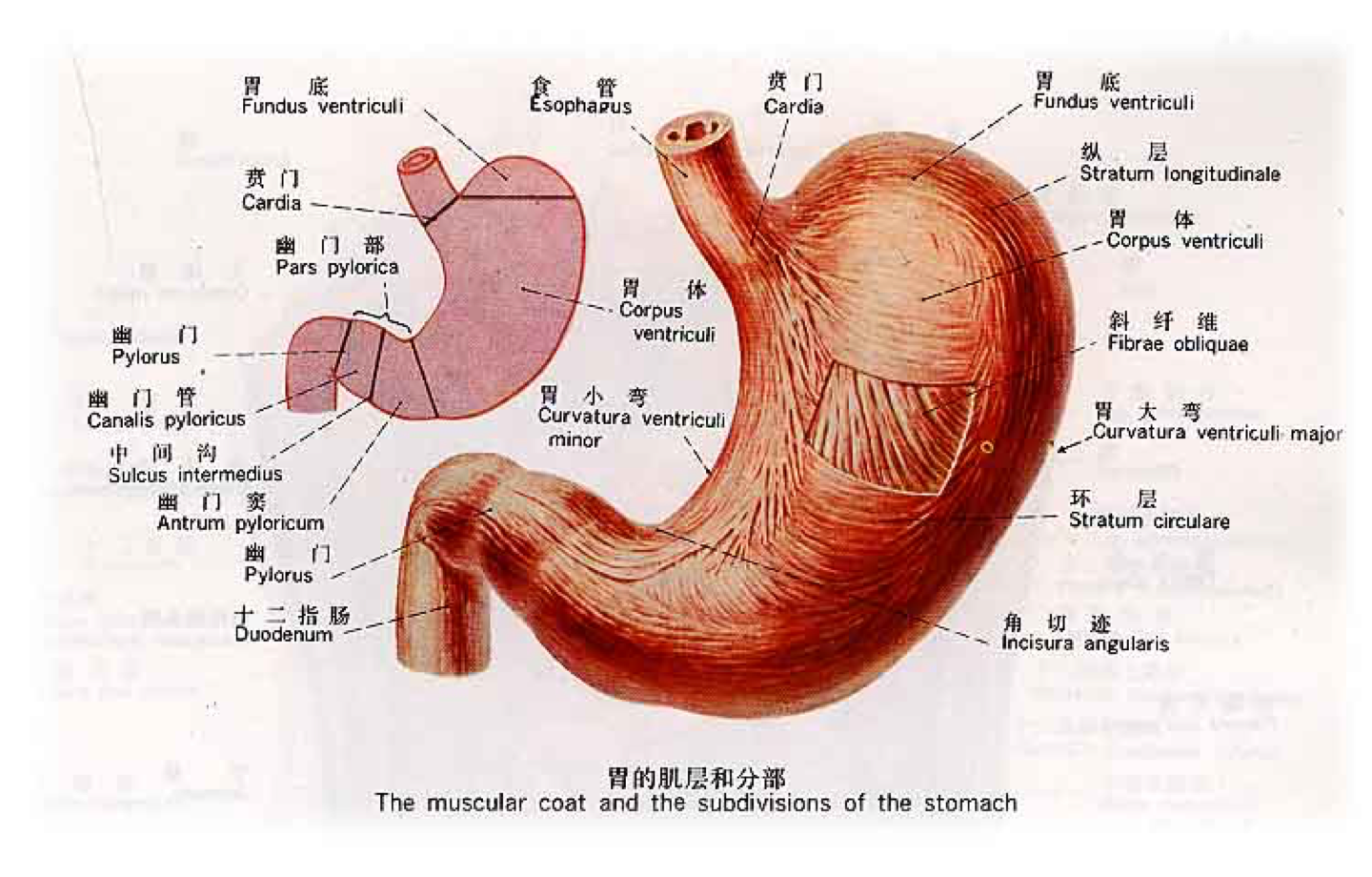 胃部结构图片位置图片