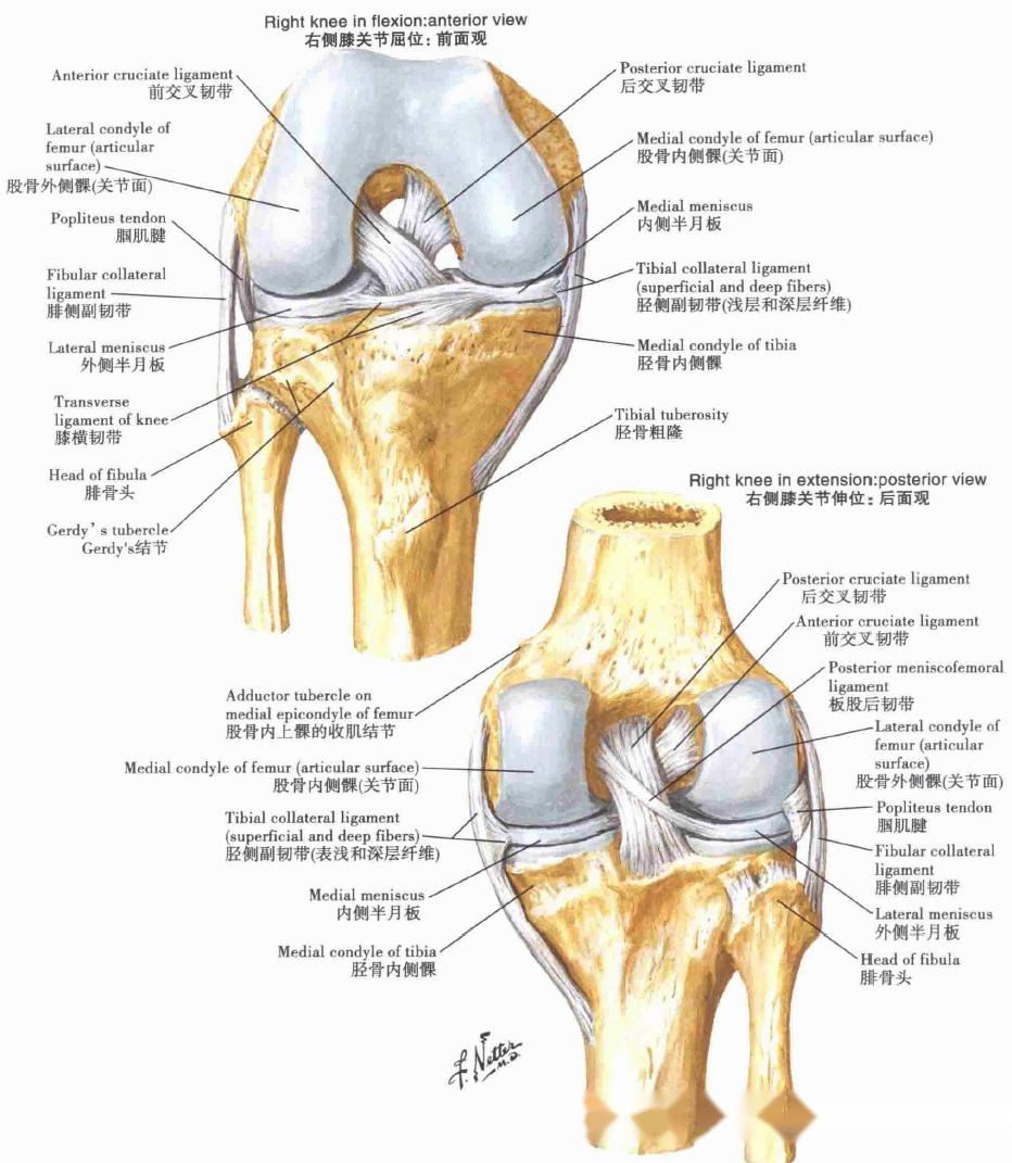 膝:交叉韧带和侧副韧带膝:下面观膝:前面观膝:外侧面和内侧面观大腿