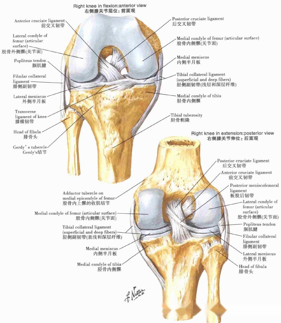 膝关节的前面观图片图片