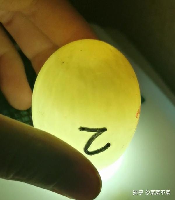 孵化柯尔鸭的过程 知乎