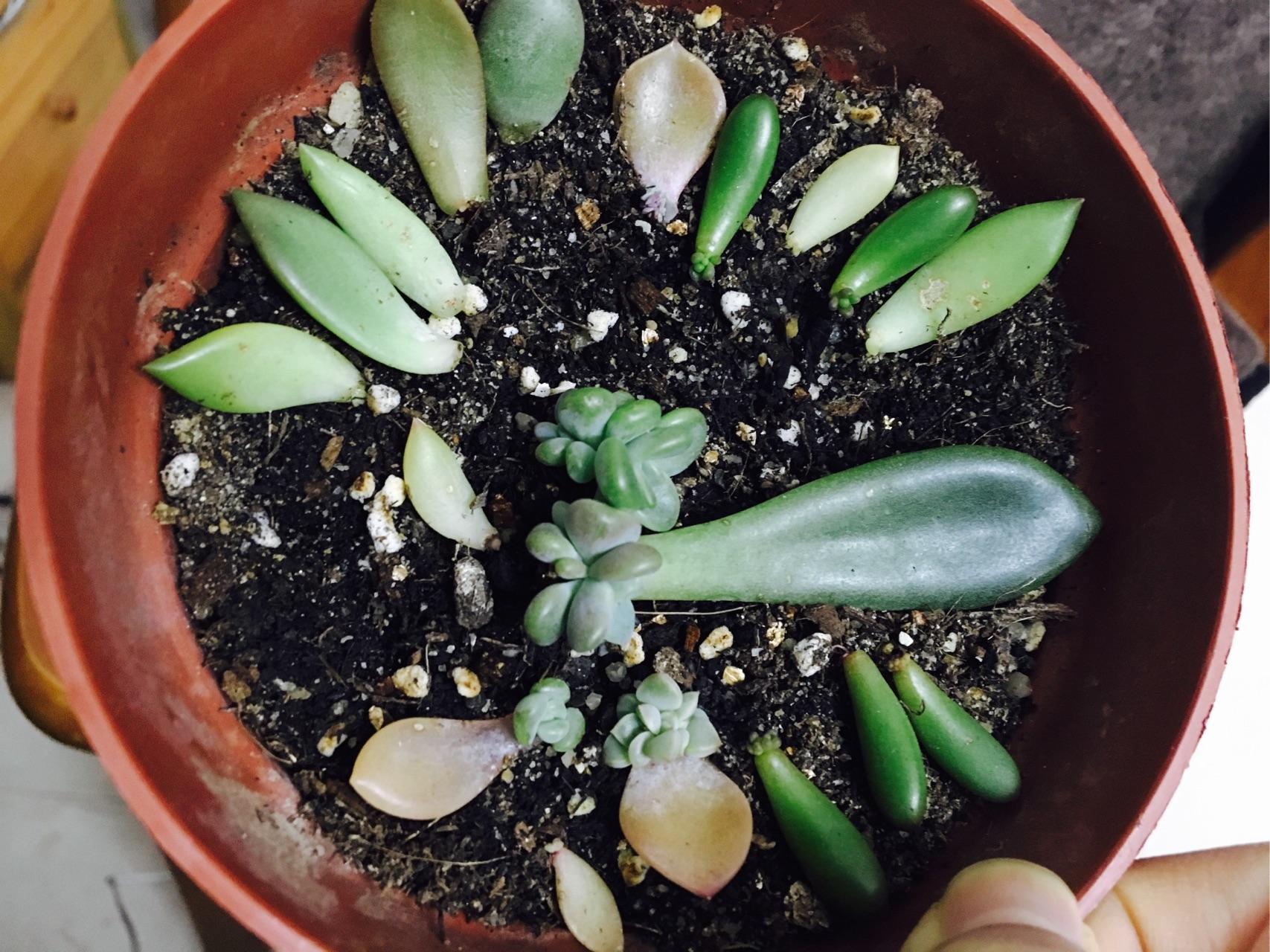 多肉要怎么叶插? - 赵珊的回答 - 知乎