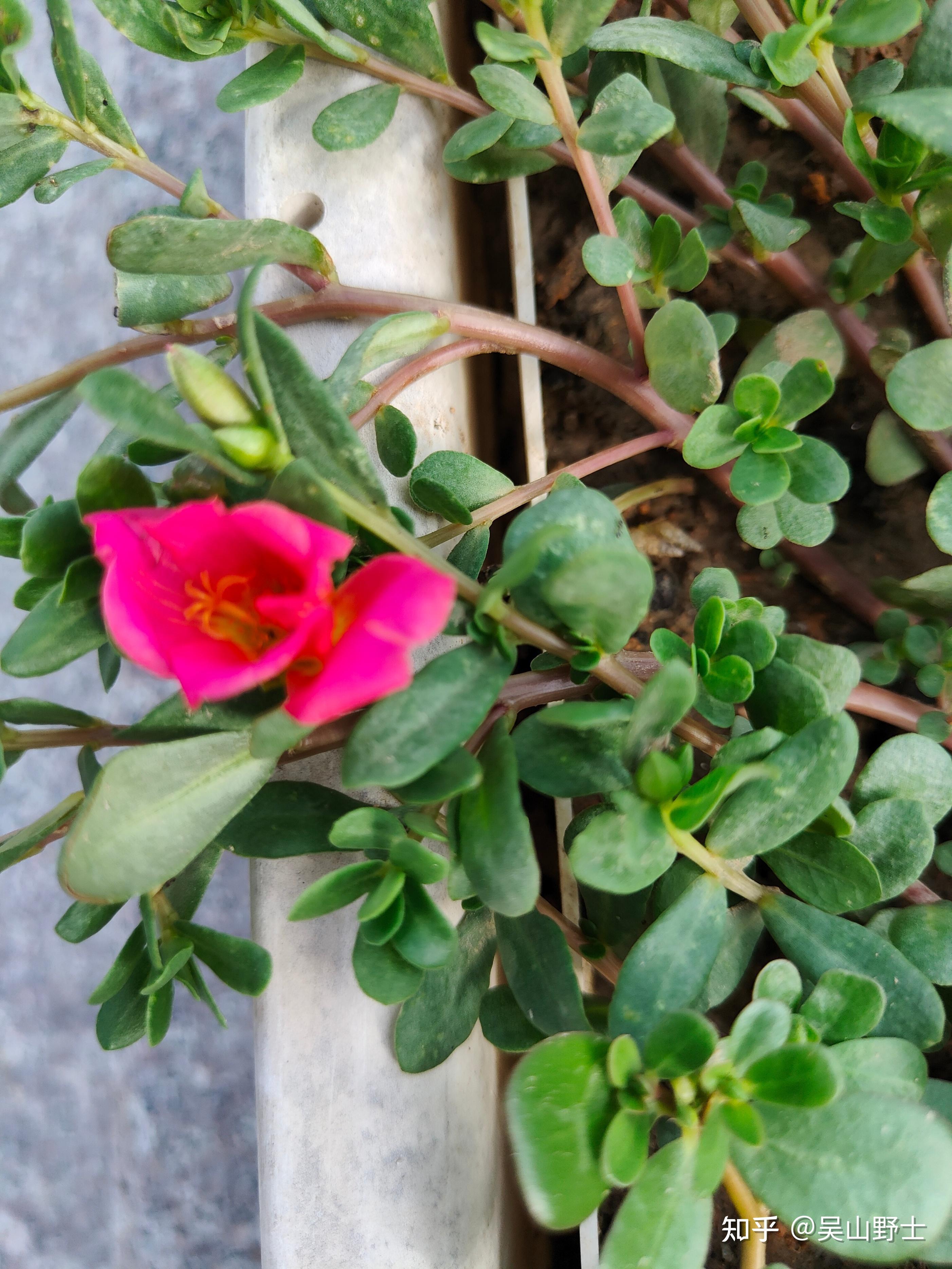 環翅馬齒莧別名:太陽花,闊葉馬齒莧,闊葉半枝蓮,馬齒牡丹,有志凌風爭