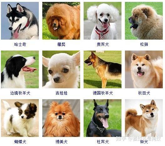 狗狗品种大全，常见的15种狗狗优缺点分析 - 知乎