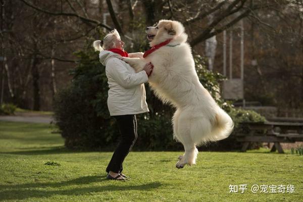 如果你想喂养大型犬,请优先考虑下面的品种,因为温柔又安全 - 知乎