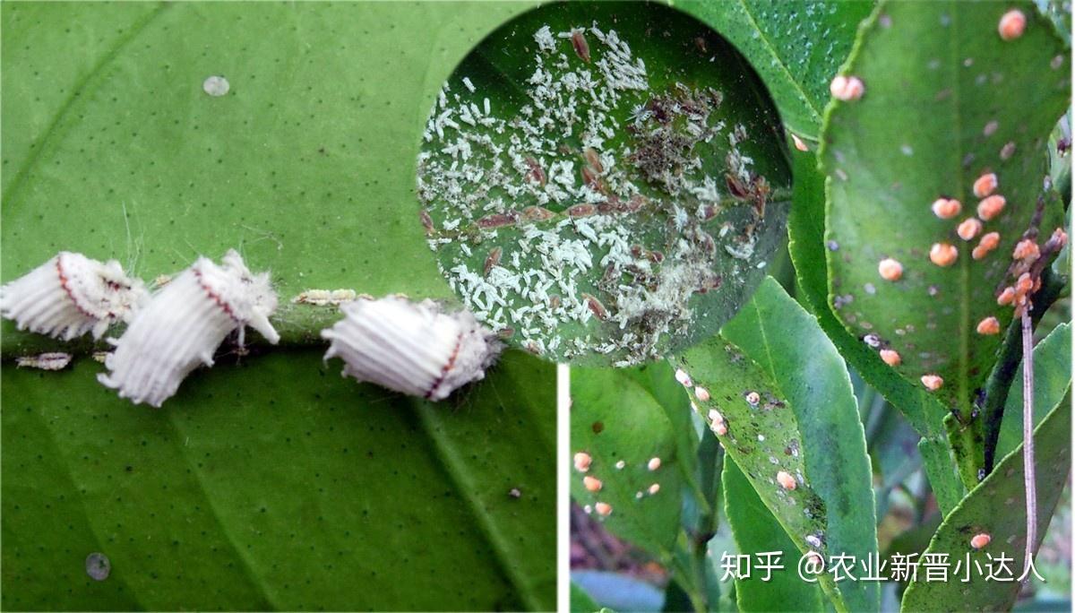 潜叶蛾主要为害叶片.受害叶片上有许多银白色虫道.