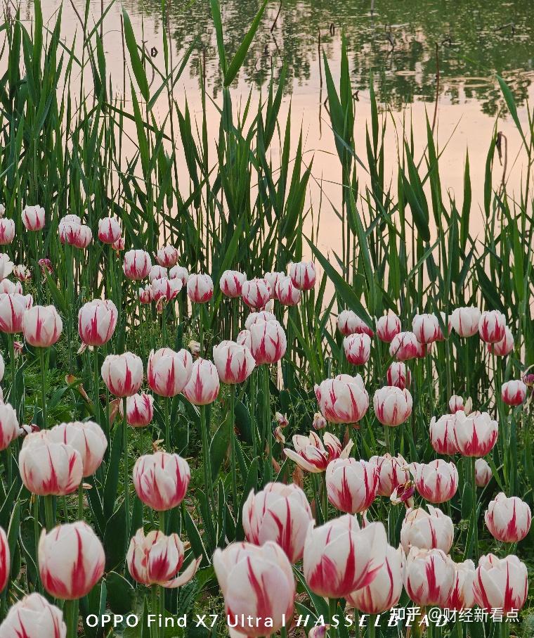 出游神器怎么选体验华为三星苹果oppo四大拍照旗舰我更推荐ta