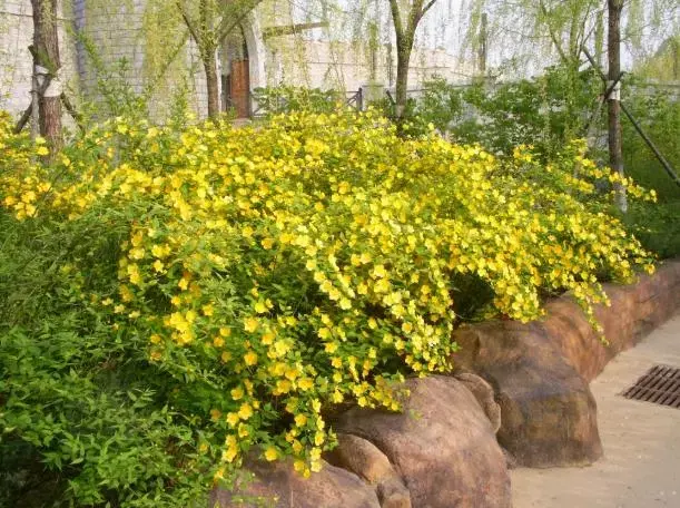 棠棣和棣棠的辨识区别及鉴赏