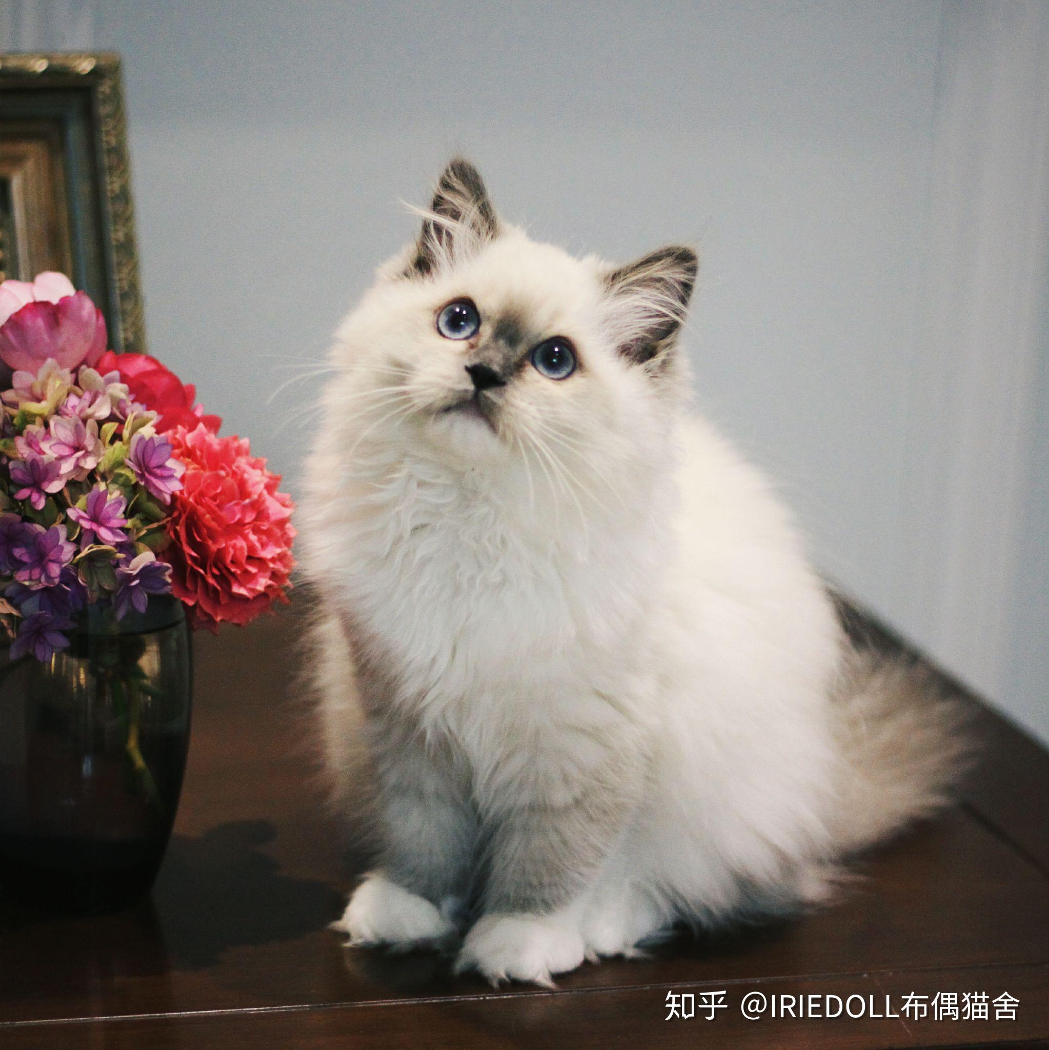 巧克力手套色布偶猫成长记录贴