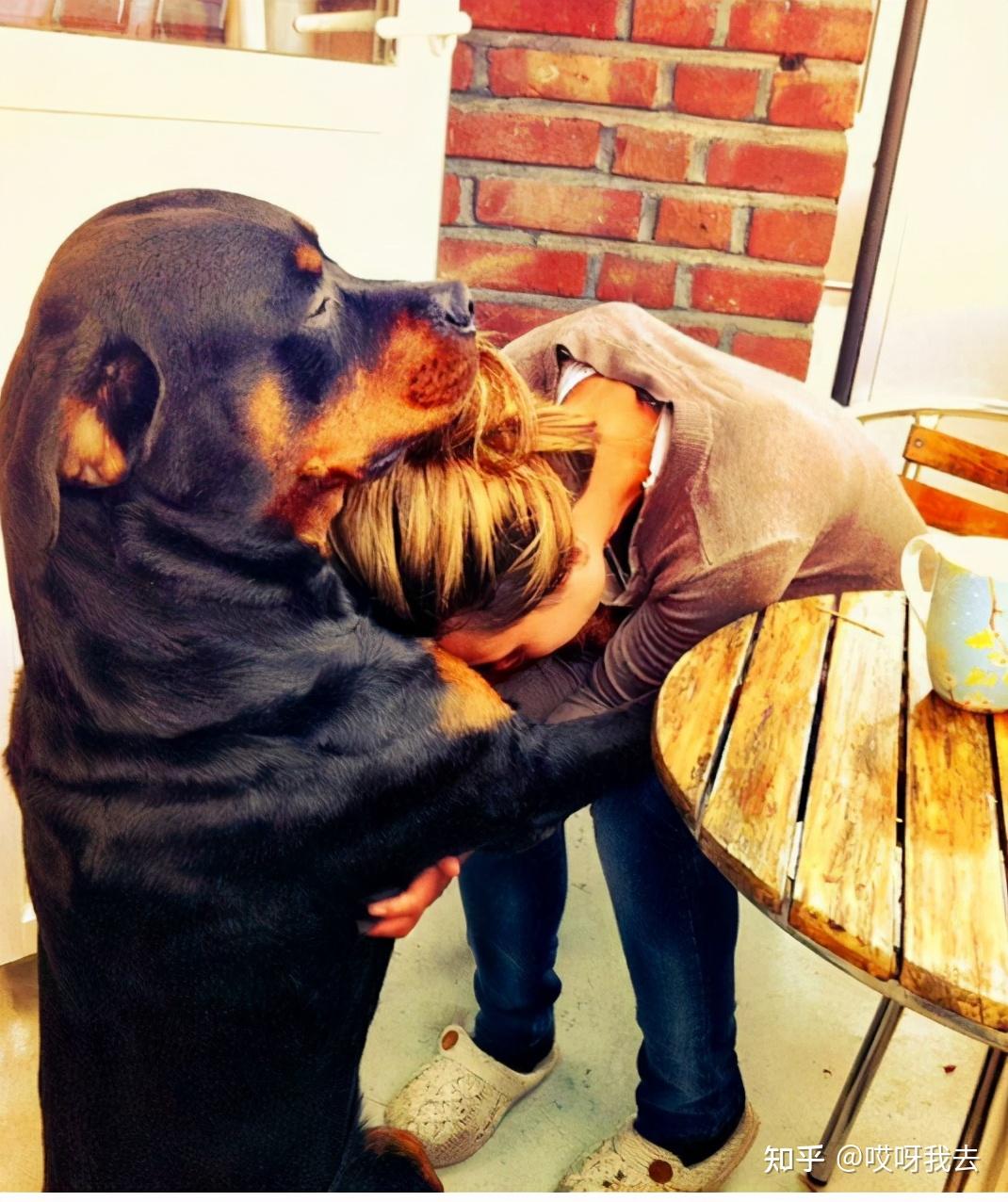 当主人遇到危险时狗狗真的会奋不顾身保护吗