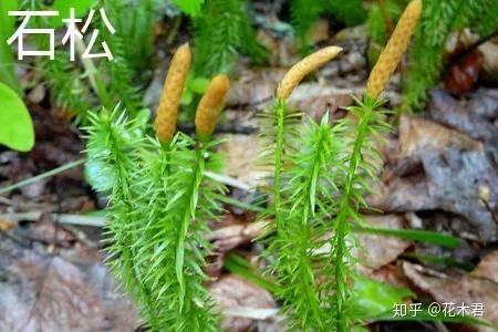 蕨类植物|石松的鉴赏与养护 - 知乎