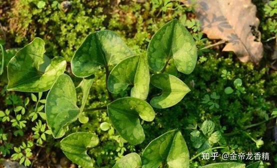 香精与香料(101)—蘅薇 - 知乎