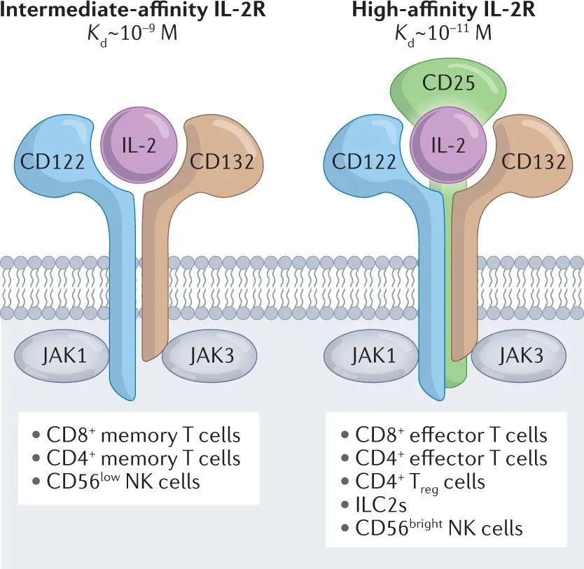 主要由cd4 常规t细胞在通过t细胞受体和cd28共刺激的信号激活后分泌