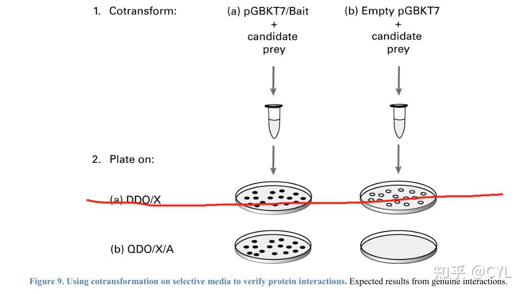 【合集整理】酵母双杂交筛选手册翻译(二 知乎