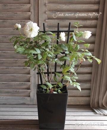 你说 开到荼蘼花事了 我说 独自绽放的美丽无人能及 知乎