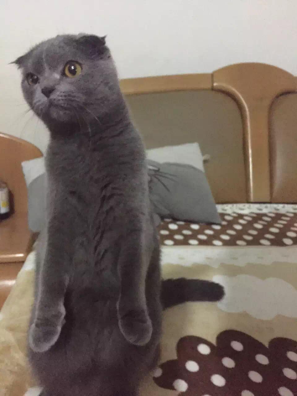 第一次养猫养公猫好还是母猫好?