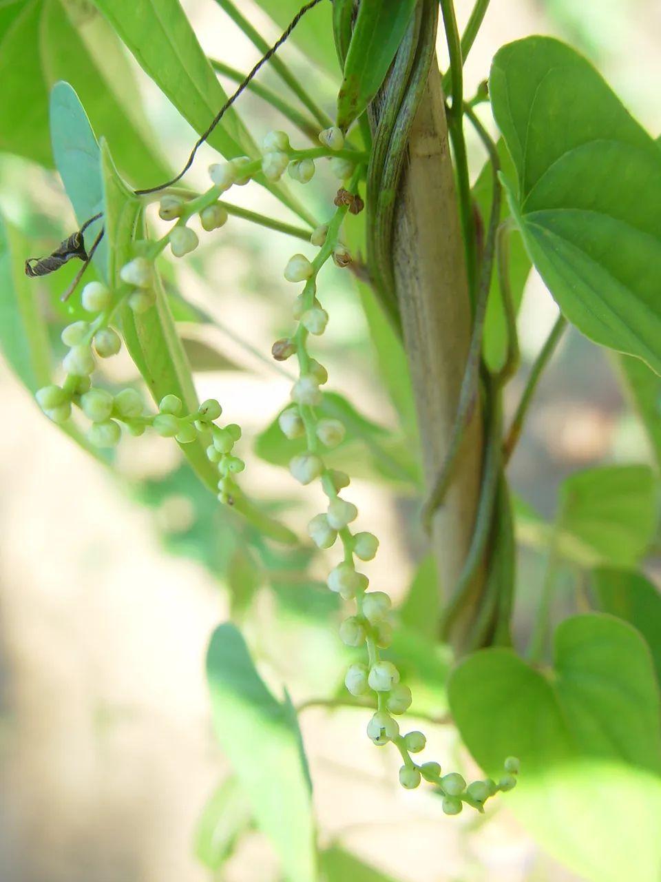 旋转的藤蔓花果