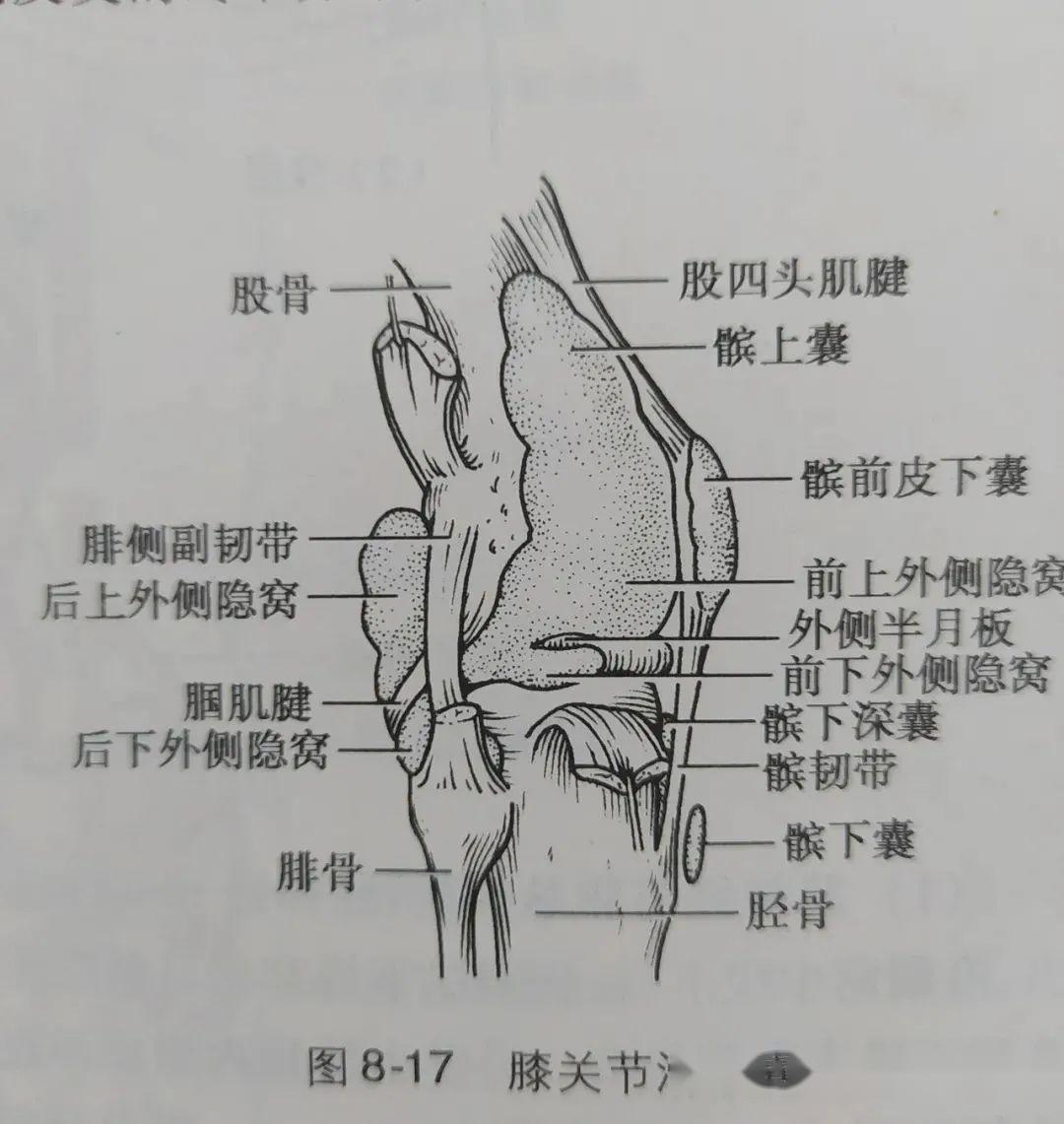 膝关节韧带部位图图片