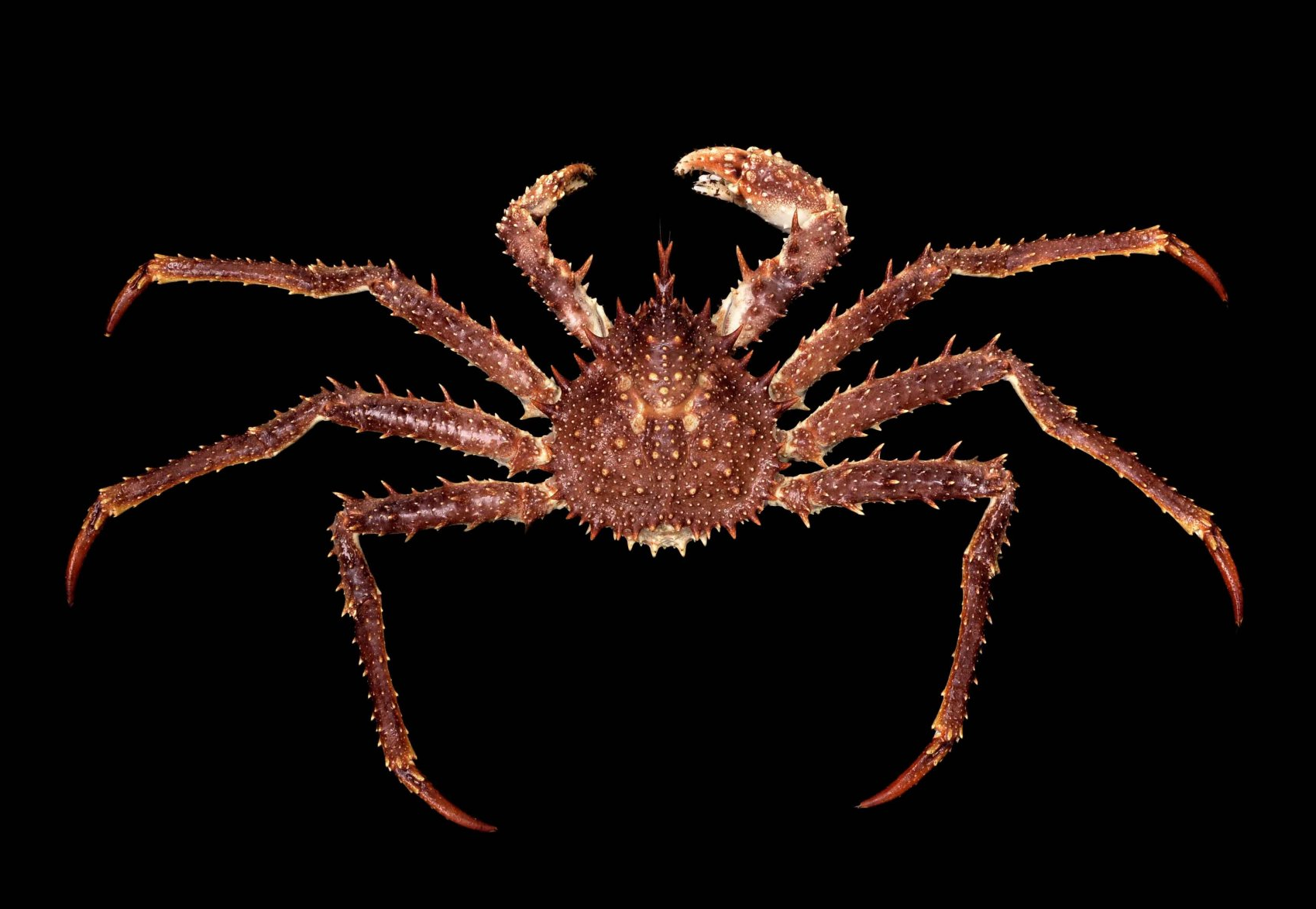 动物篇(16)·节肢动物门·甲壳亚门(下)