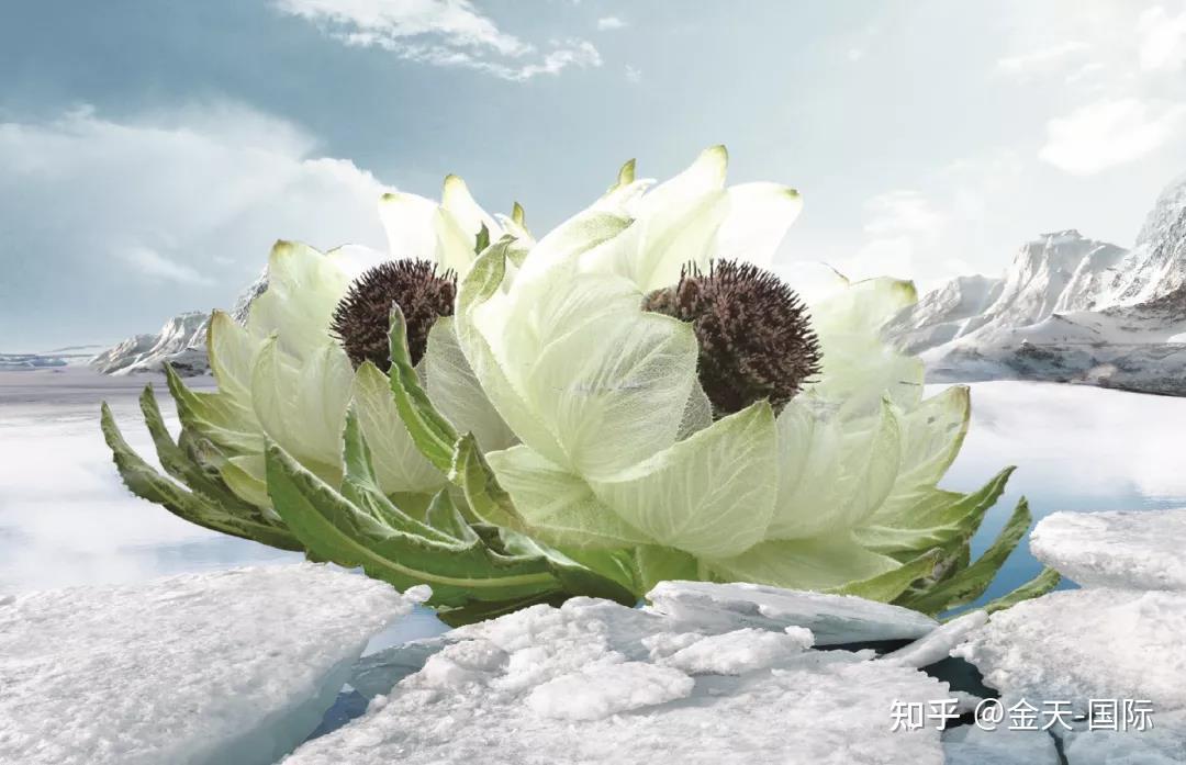 雪莲花有多少种天山雪莲花有什么神奇妙用