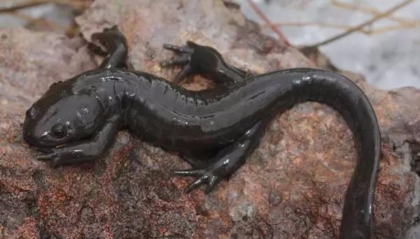 其上有木焉,叶状如梨而赤理,其名曰栯木,服者不妒.