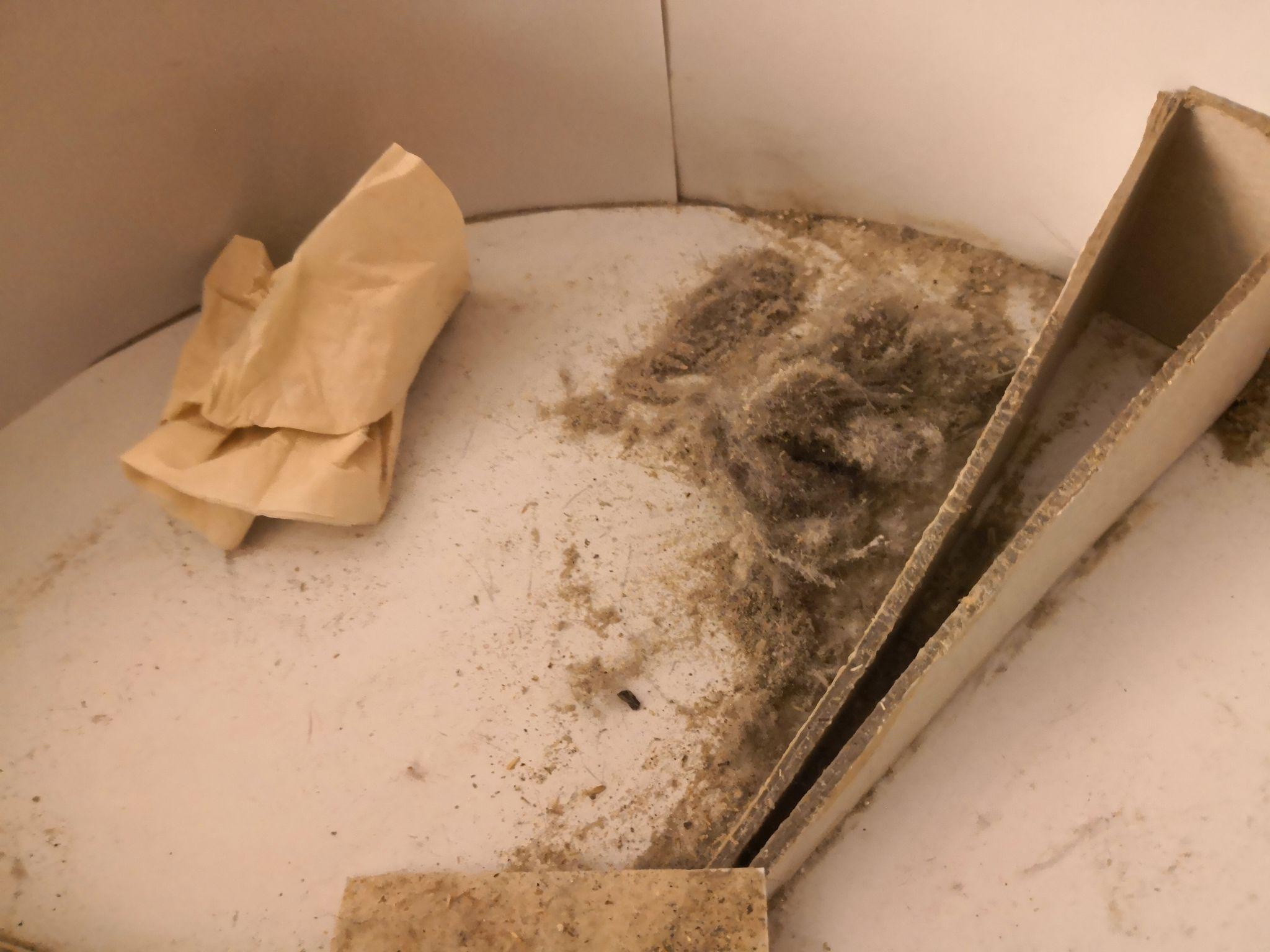 提着恶臭的猫屎出门,然后晚上回到充满恶臭的房间,清理恶臭的猫屎