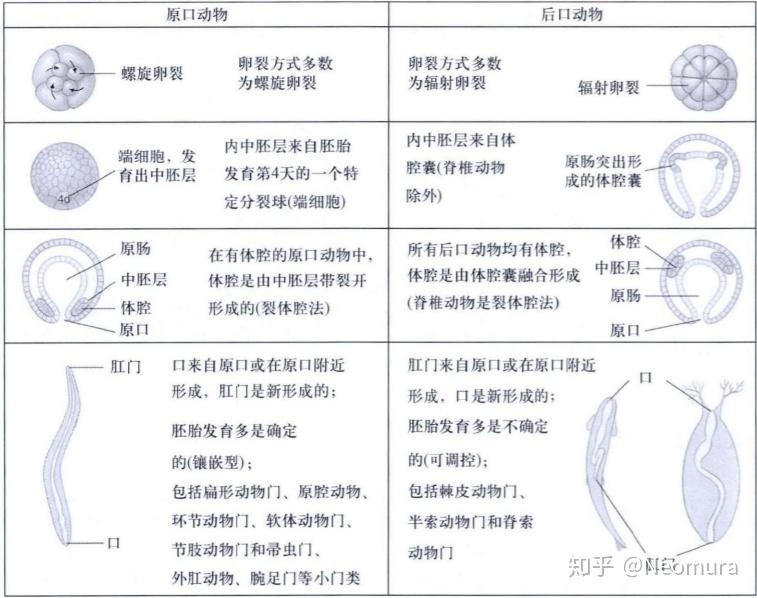 後口動物區別於原口動物是怎麼發育的