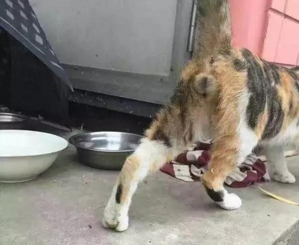 三花猫一定是小母猫吗？ - 知乎