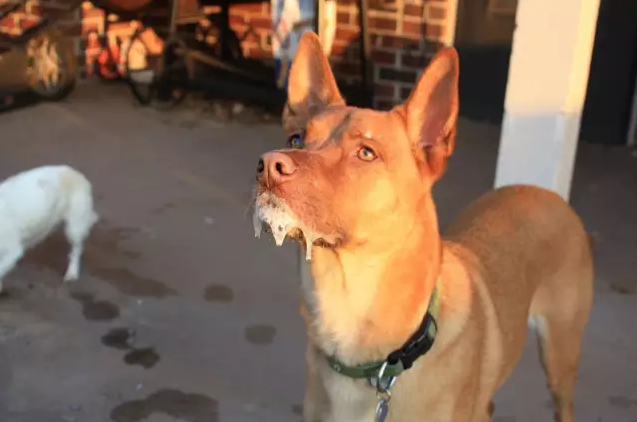 被狗舔过就会得狂犬病疯狗到底什么样子关于狂犬病的31个真相