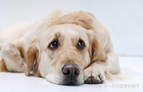 怎么使狗呕吐 v2-53acee2722f3faf87d5dc065a07fda52_r.jpg