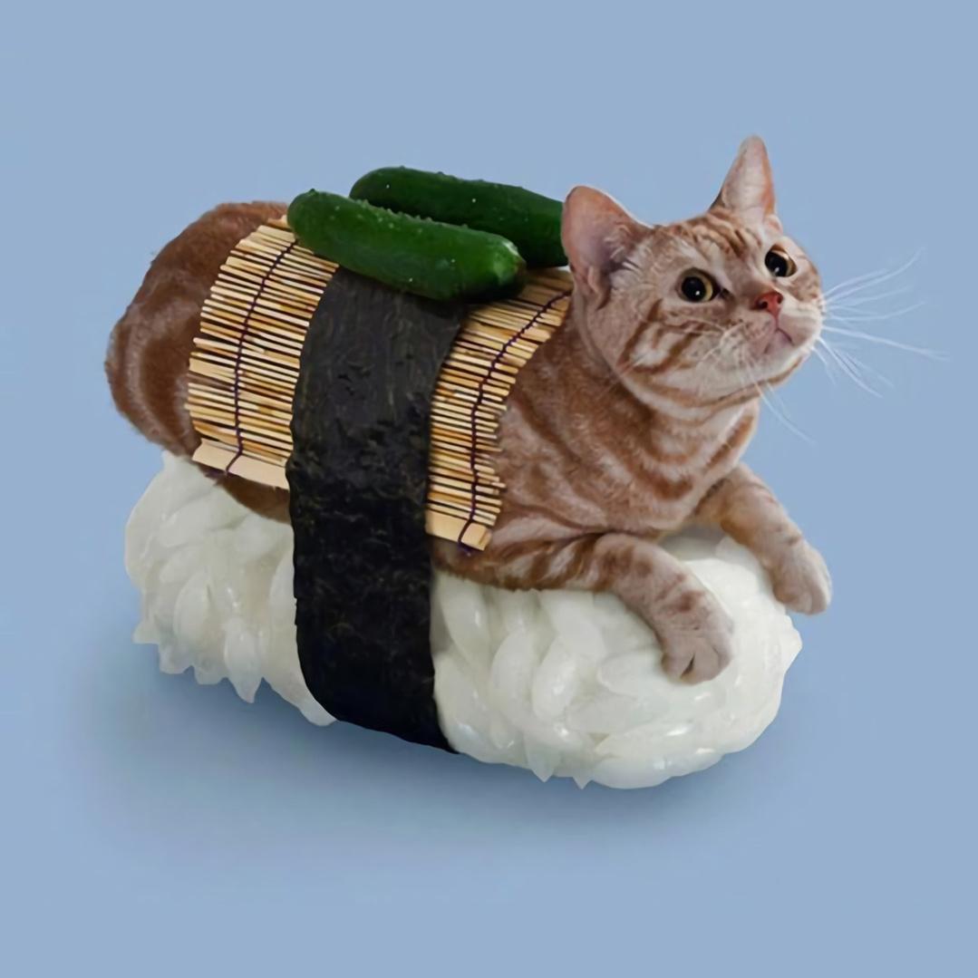 今日份寿司猫咪