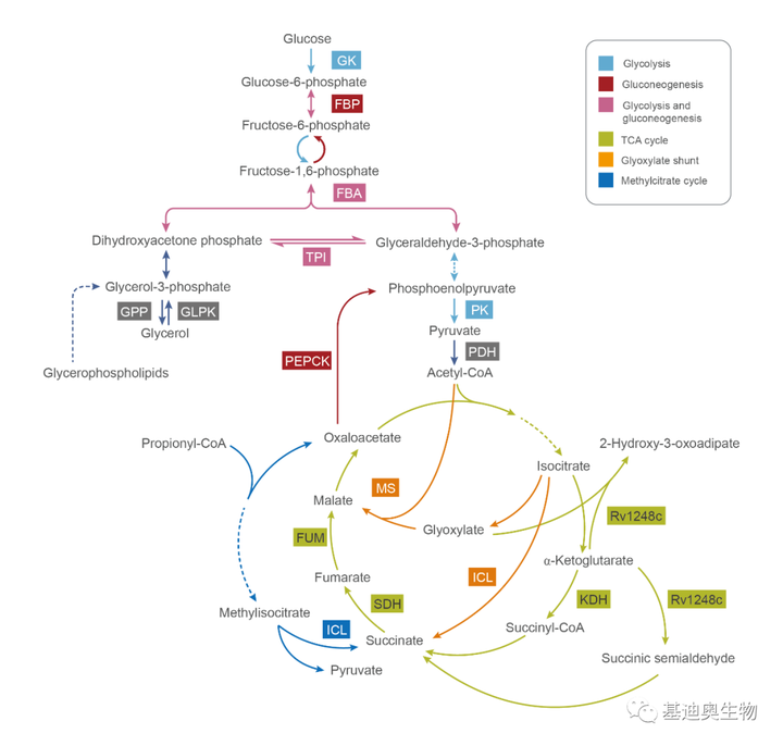 AI教程|如何绘制精美的基因代谢通路图？ - 知乎