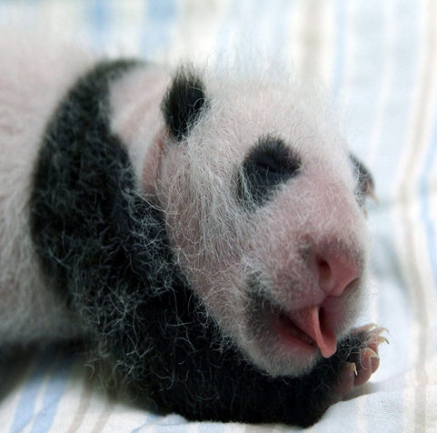 美国为什么没能阻止中国崛起?