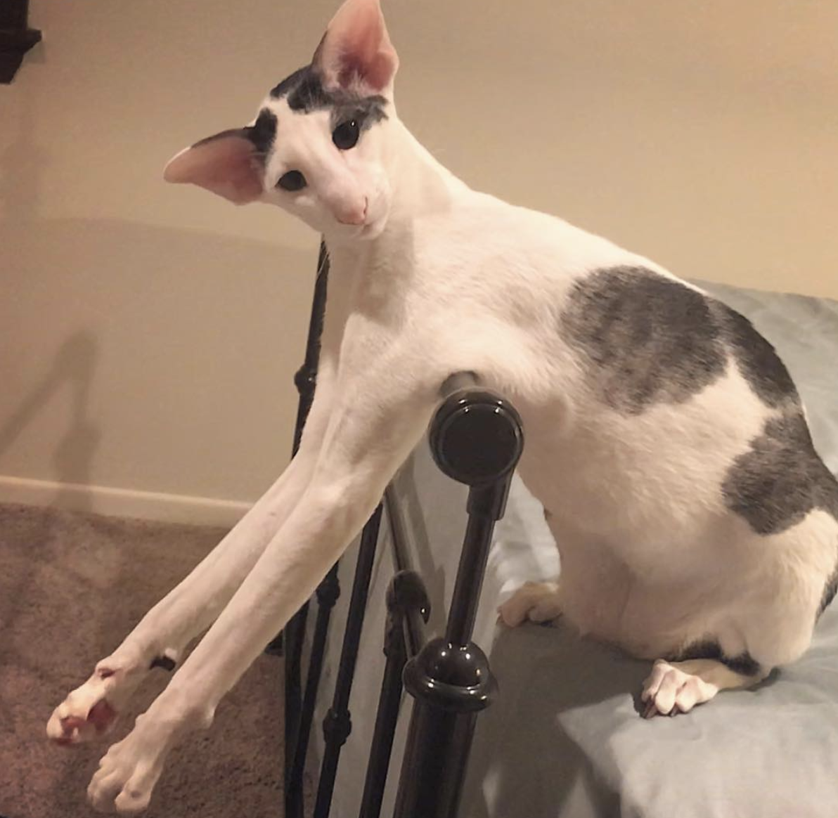 吸猫大会东方短毛猫teddy