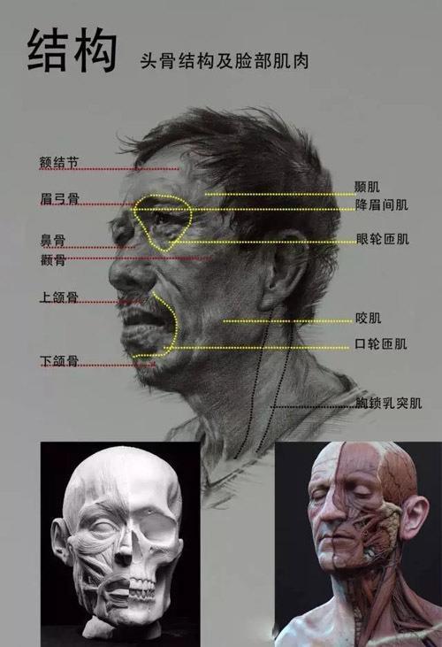 素描的基本框架也是画好人物头像的实质结构分为头骨和肌肉两个部分