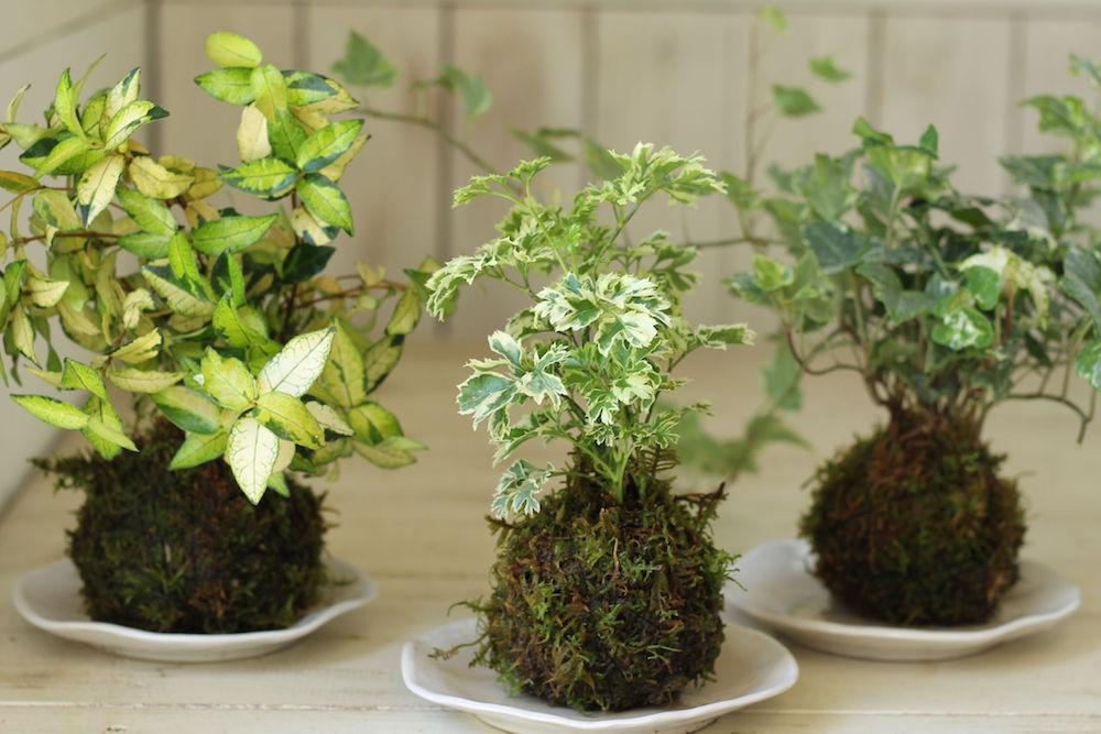 很容易制作的苔藓球盆栽 不用花盆就能养绿植 还可以悬挂空中养 知乎