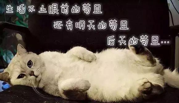 有一些不切实际的幻想的时候毒鸡汤总能让你认清自己别想太多世界很忙