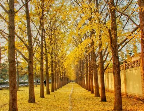 现在可以去哪里看银杏 v2-53c9cc159d2f0a7d8f9edce03e465362_1200x500.jpg