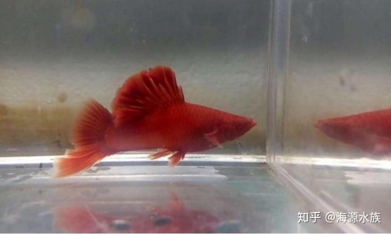 从长相到内在，从生存到繁衍，带你全面了解红剑鱼 - 知乎