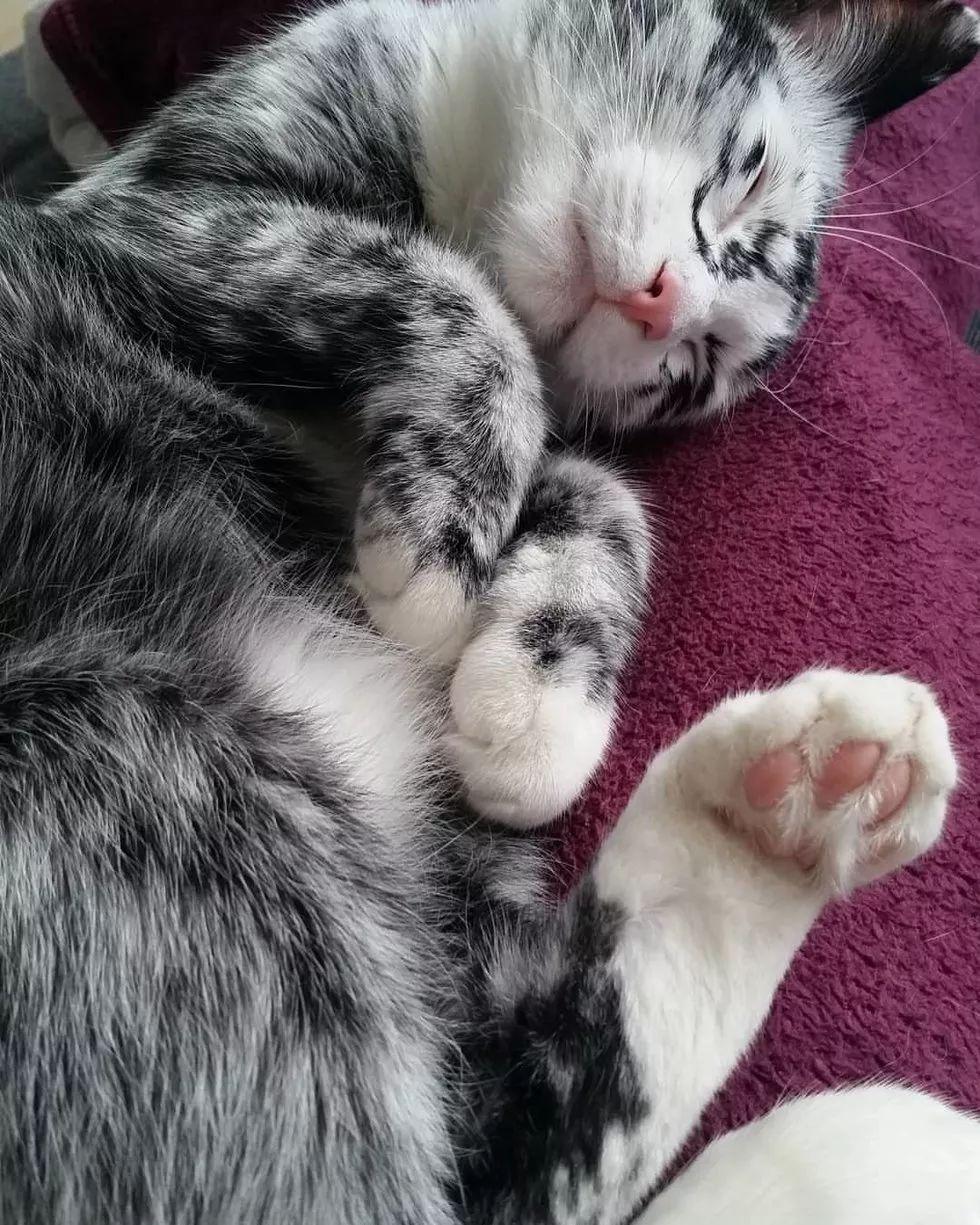 和好姐妹rosie一起睡觉当elli蹲在高处观察两脚兽时看起来就像一只