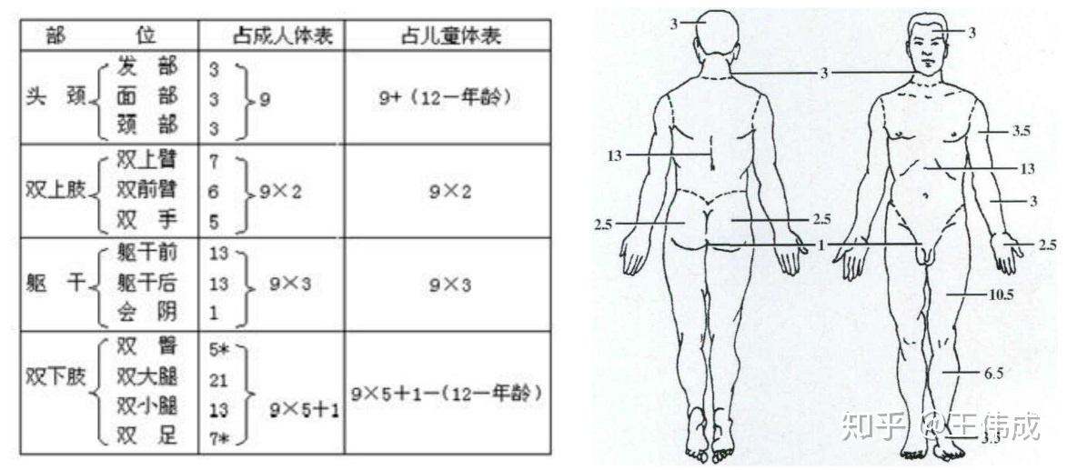 Ⅲ度烧伤程度如下图所示【背景】指烧伤程度为Ⅲ度,且Ⅲ度烧伤的面积