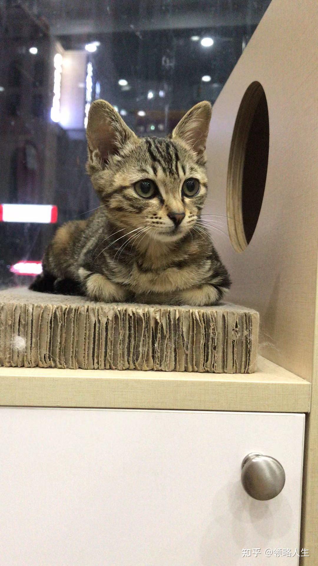 各个年龄的小猫 v2-5401a15fc8a6047322430cda61bc9086_r.jpg