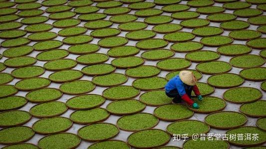 茶工艺普洱茶核心工艺晒青到底有何玄机