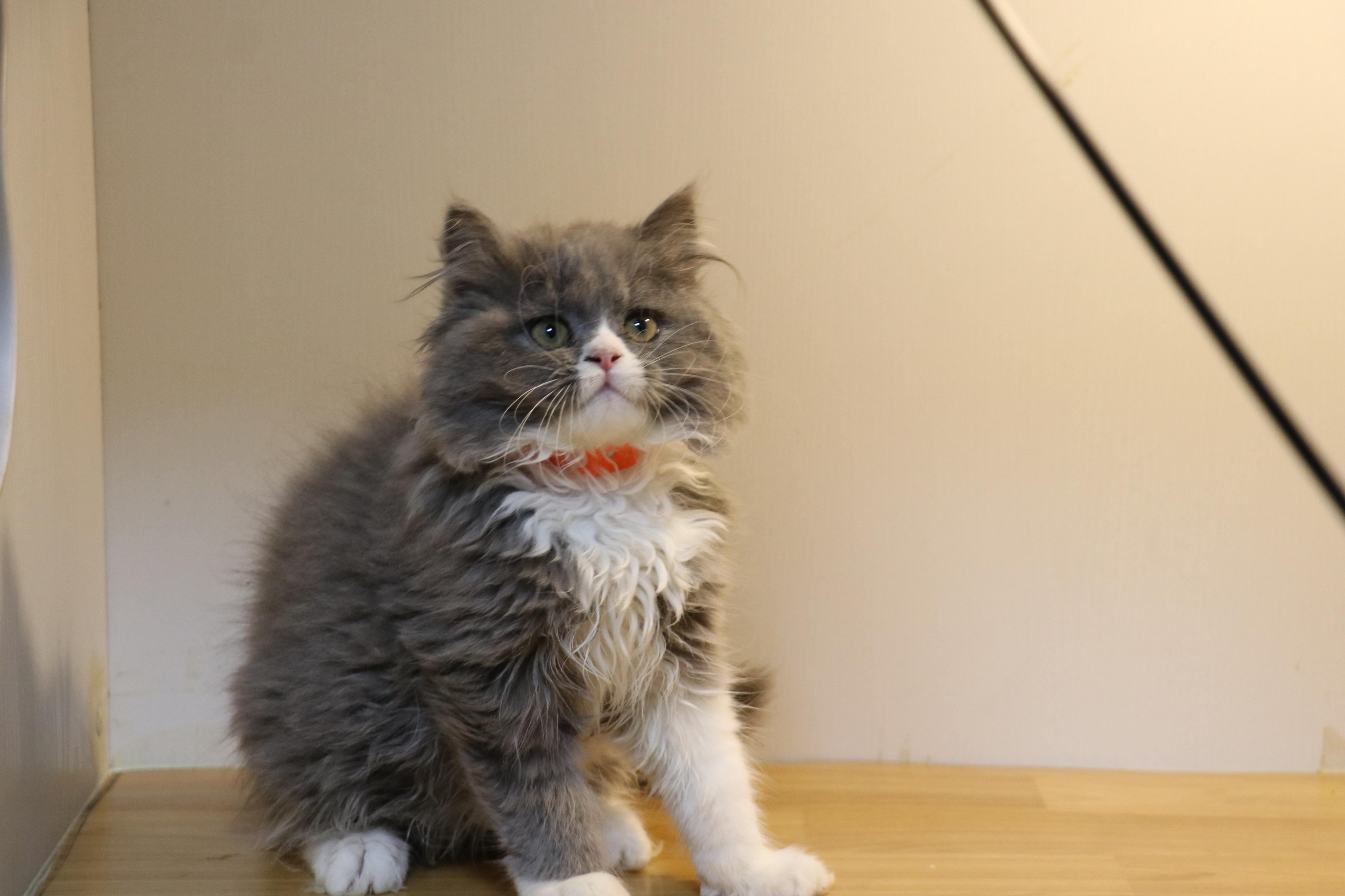 蓝猫 蓝白色 英国短毛猫 - 知乎