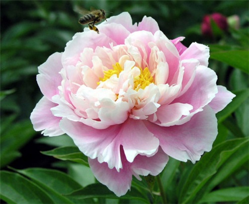 开花最大的芍药品种 v2-541e687a0a12013bee2dc1570c7d1382_r.jpg