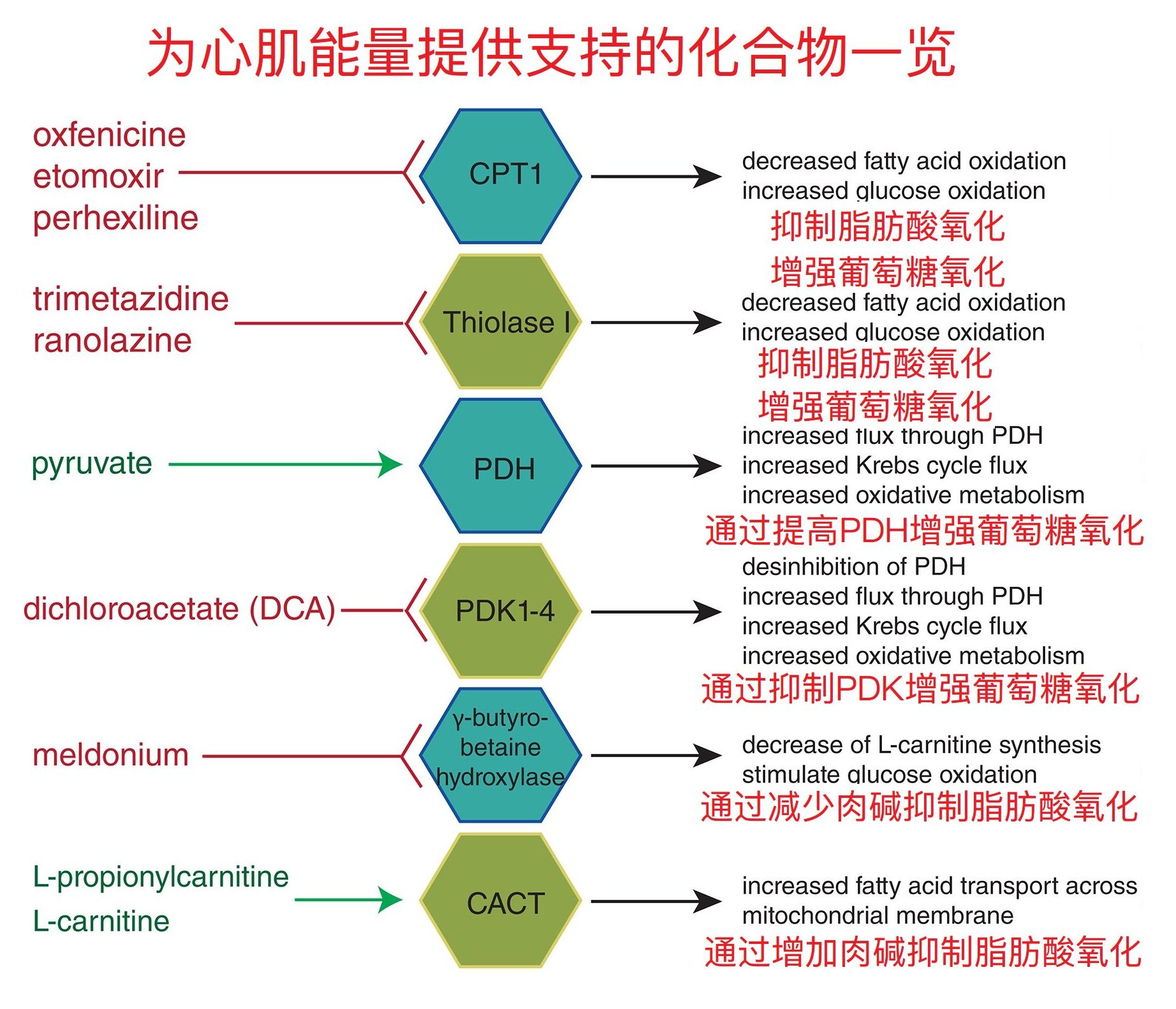 心肌极化液 zhuanlan.zhihu.com
