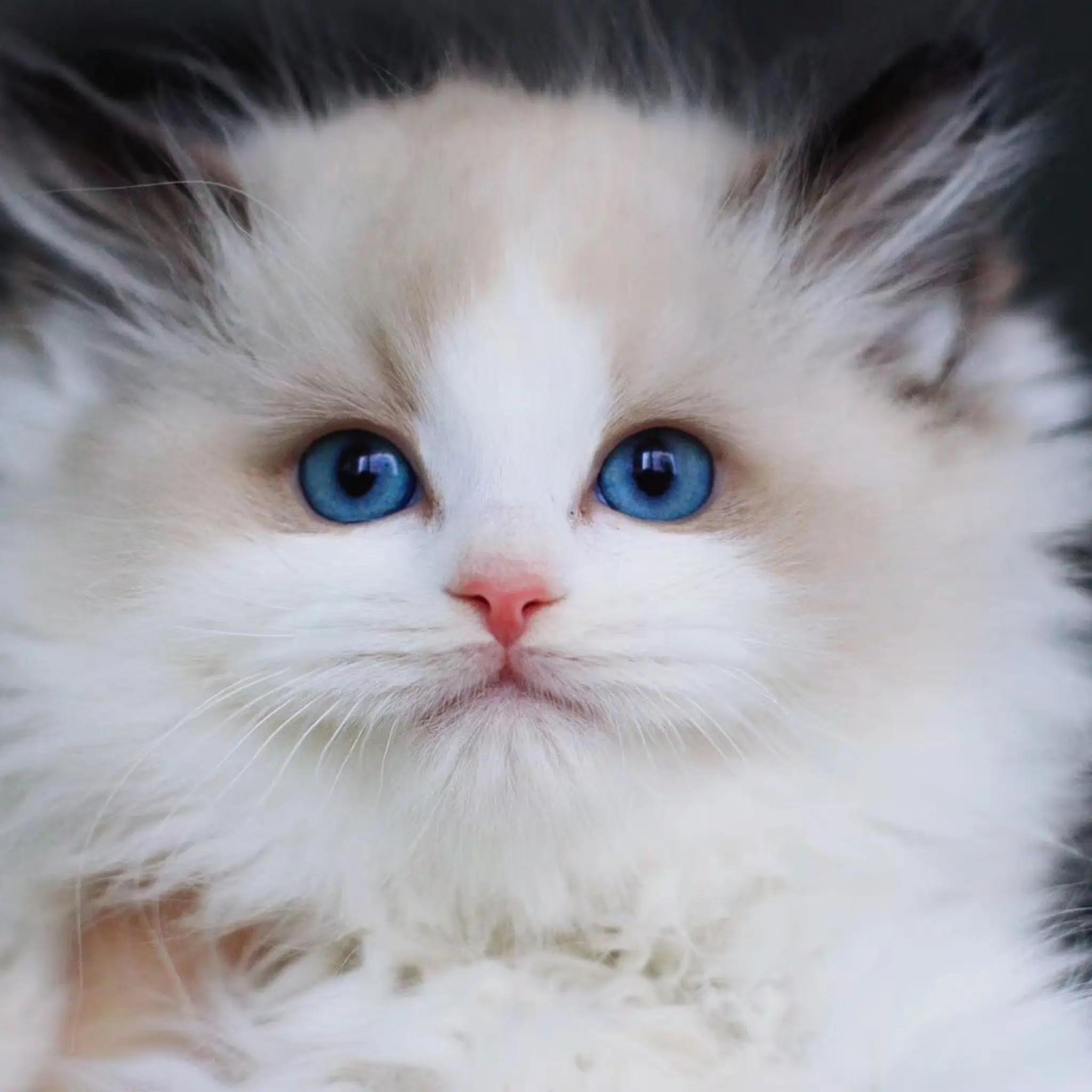 蓝双布偶猫图片大全,蓝双布偶猫高清壁纸 